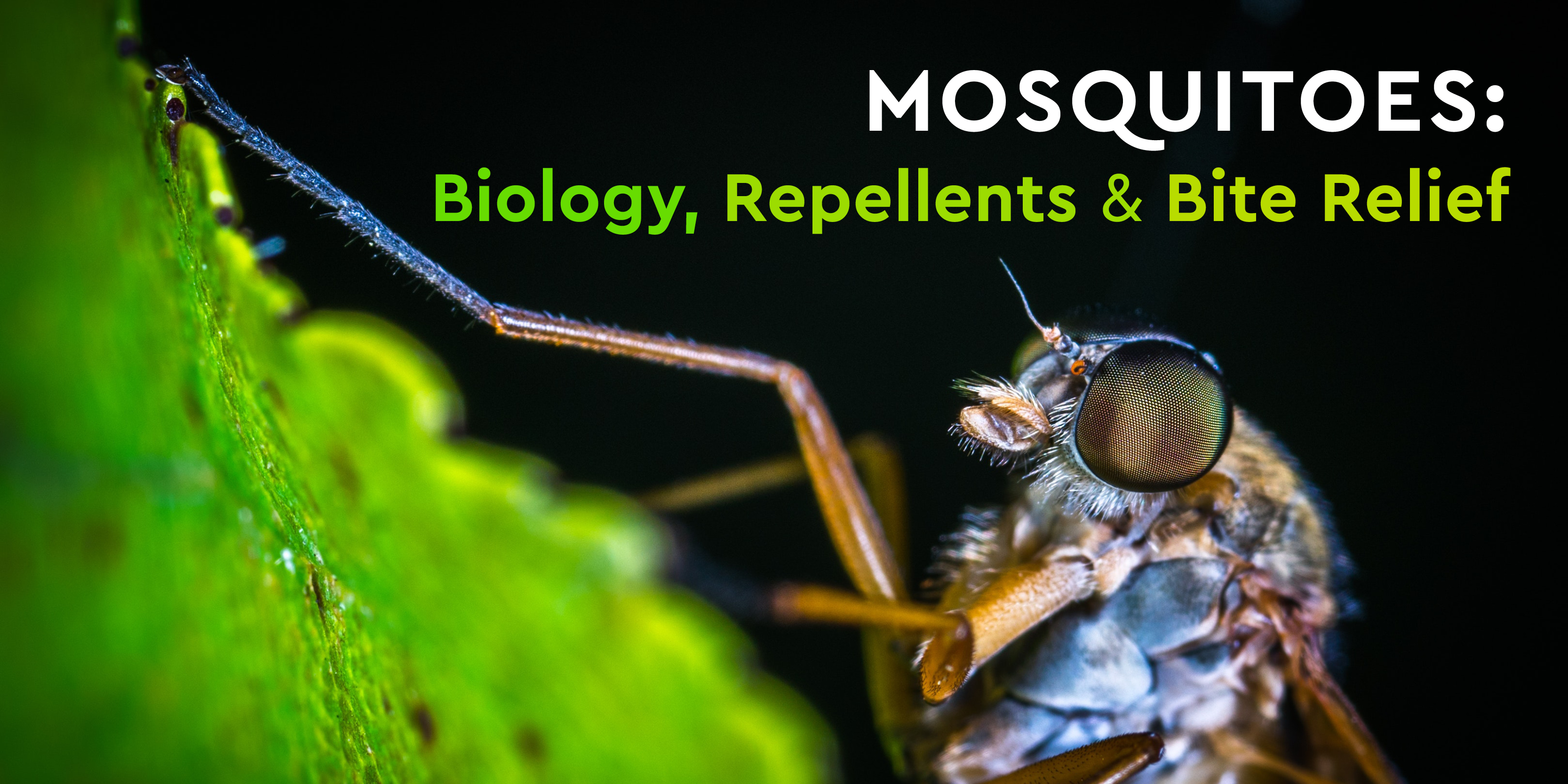 Mosquitoes Biology, Repellents & Bite Relief Barrettine